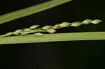 Starved panicgrass